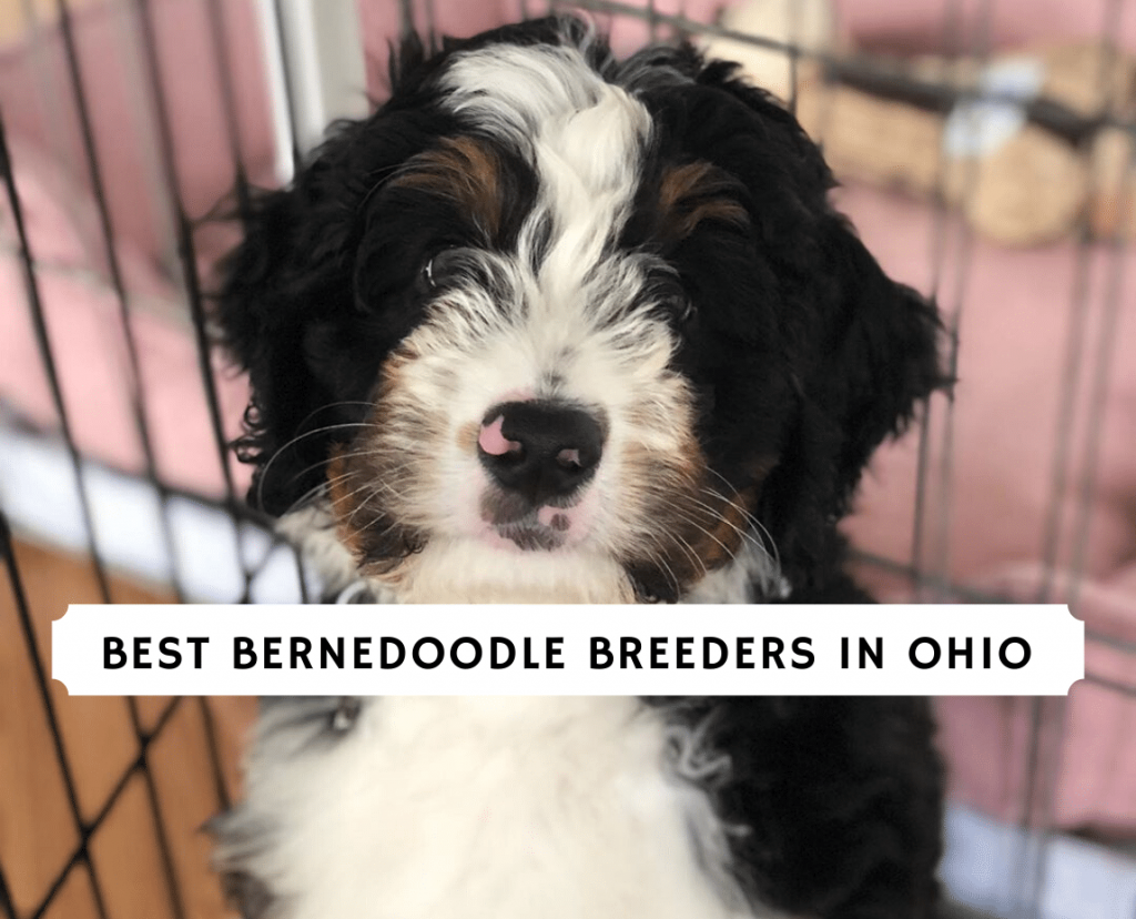 best bernedoodle breeders