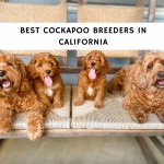 Best Cockapoo Breeders in California