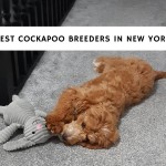 Best Cockapoo Breeders in New York