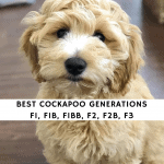 Best Cockapoo Generations F1 F1B F1BB F2 F2B F3