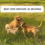 Best Dog Rescue in Arizona