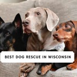 Best-Dog-Rescue-in-Wisconsin