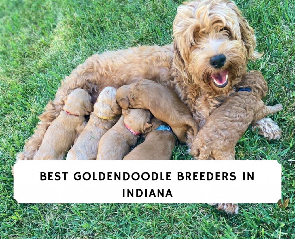 Doodle Creek - English Goldendoodle Puppies For Sale