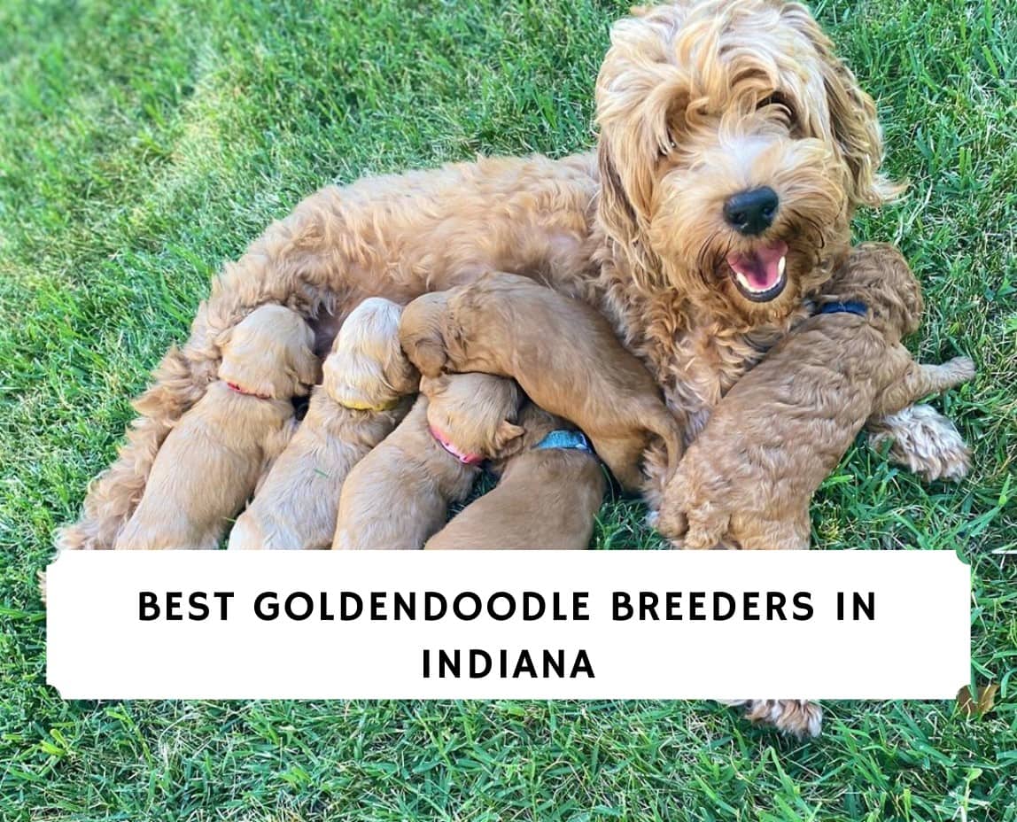 Best Goldendoodle Breeders in Indiana (2023) Top 6 Picks! We Love