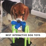 Best Interactive dog toys