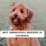 Best Labradoodle Breeders in Colorado