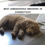 Best Labradoodle Breeders in Connecticut