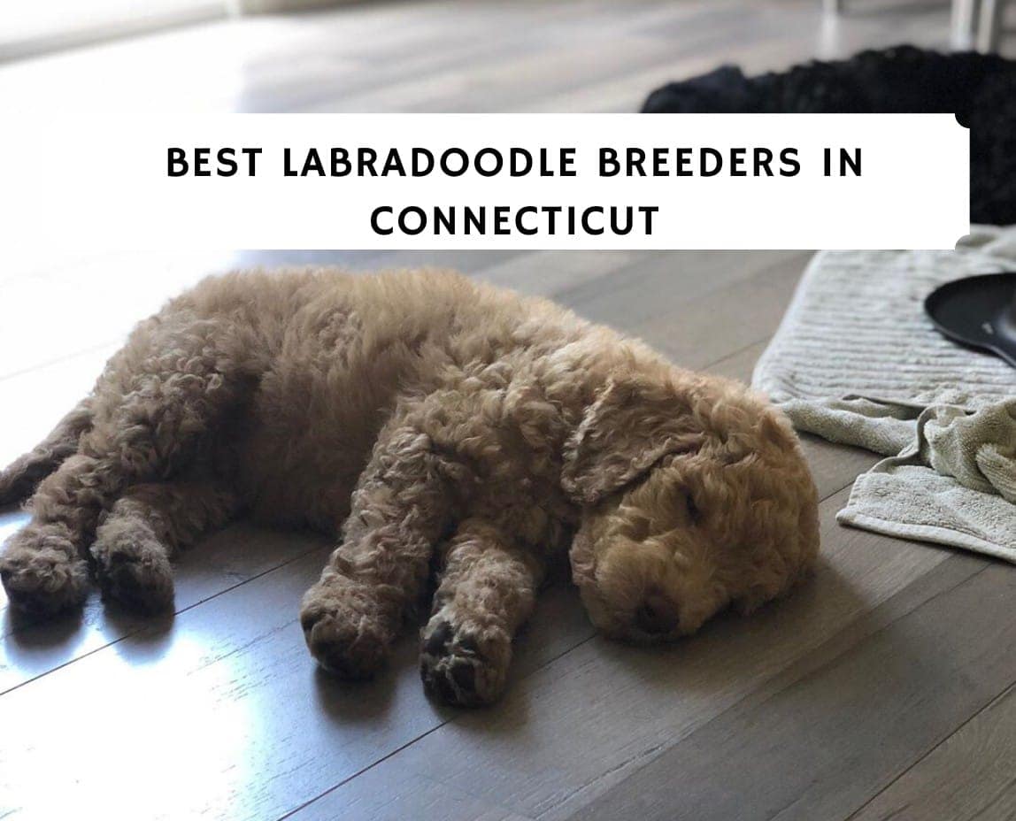 Best Labradoodle Breeders in Connecticut