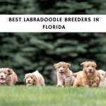 Best Labradoodle Breeders in Florida