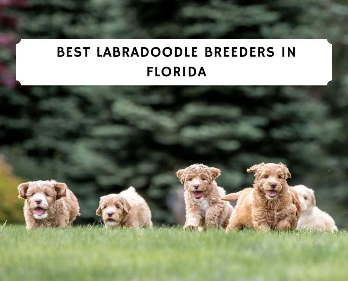 Best Labradoodle Breeders In Florida Fl Top 5 We Love Doodles