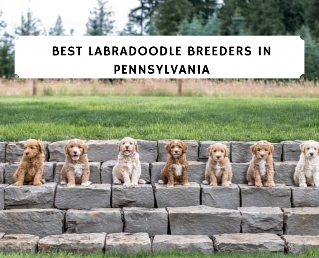 Best Labradoodle Breeders Pennsylvania (PA) - Top 6 Picks! 1 Best Labradoodle Breeders in Pennsylvania