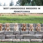 Best Labradoodle Breeders in Pennsylvania