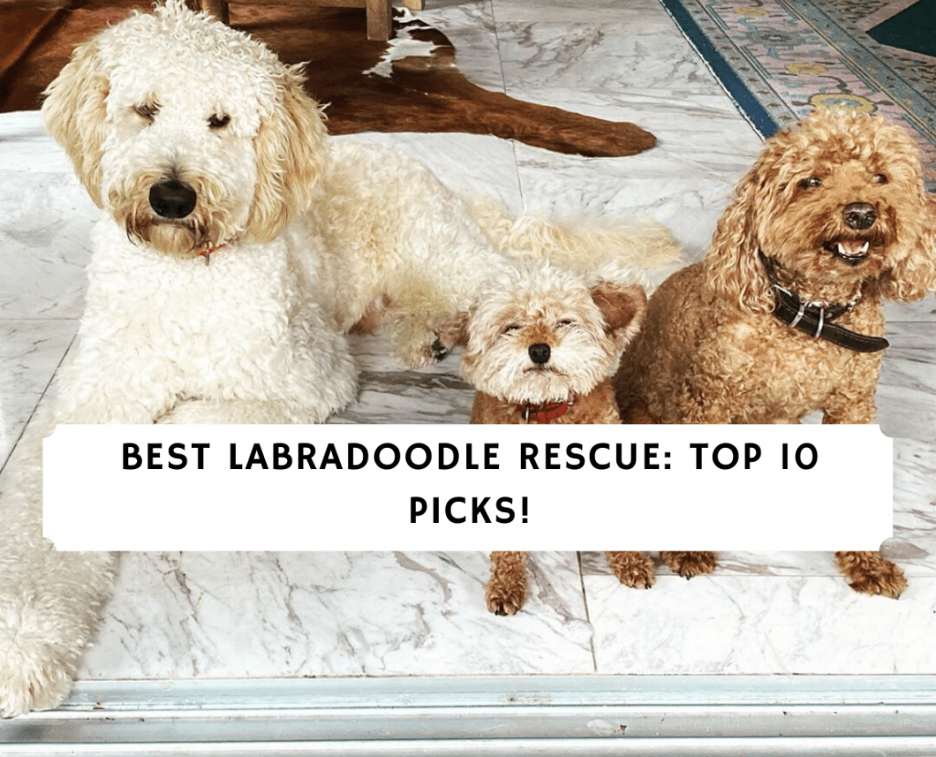 rehoming labradoodle