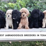 Best Labradoodles Breeders In Texas