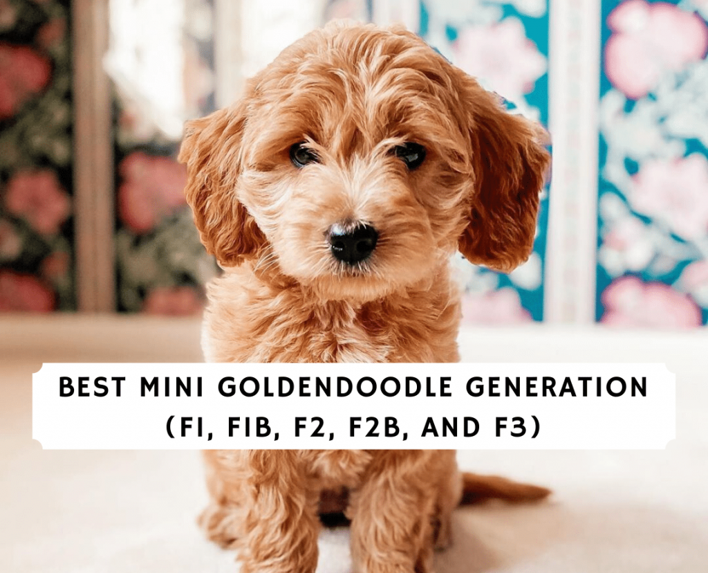 Best Mini Goldendoodle Generation F1 F1b F2 F2b F3 2021 We Love Doodles