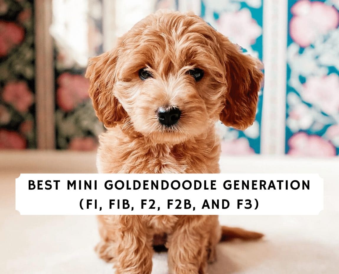 Best Mini Goldendoodle Generation: F1, F1B, F2, F2B, F3! (2023) - We