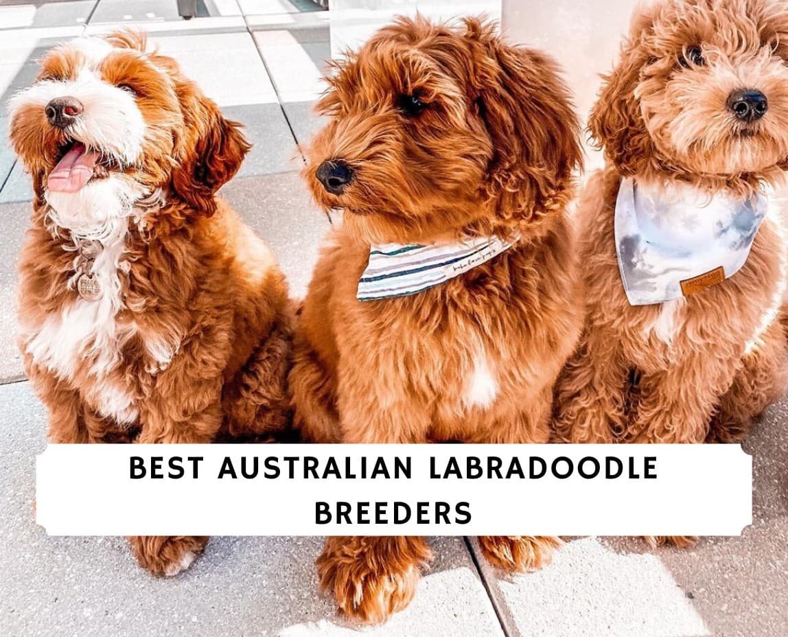 are australian labradoodles good family dogs