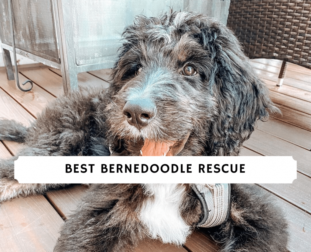 petfinder bernedoodle