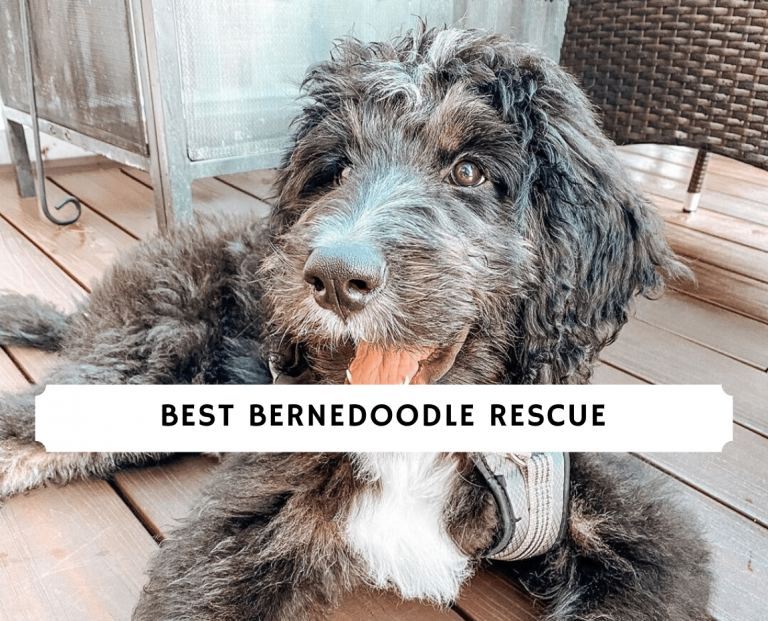 The Best Bernedoodle Rescue Top 7 Picks! We Love Doodles