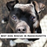 Best dog rescue in Massachusetts