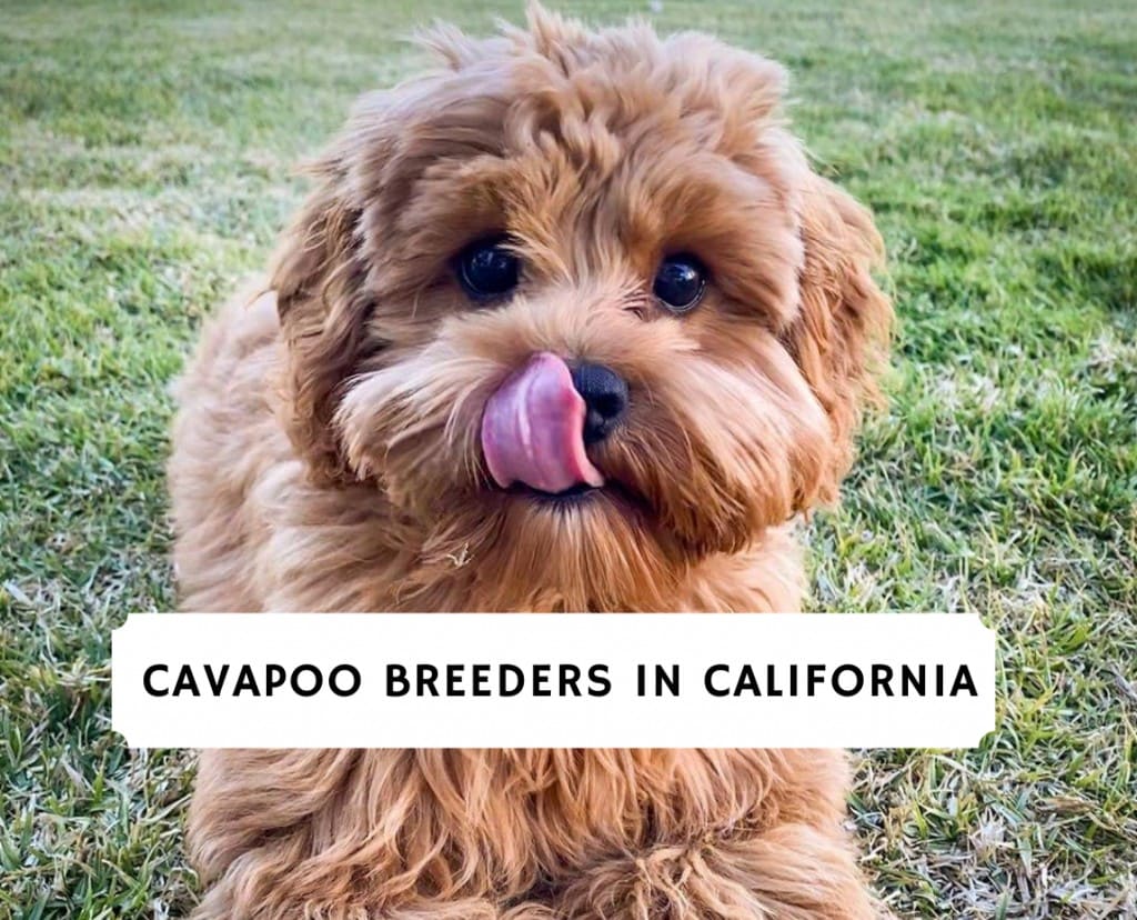 Best Cavapoo Breeders In California 2021 We Love Doodles