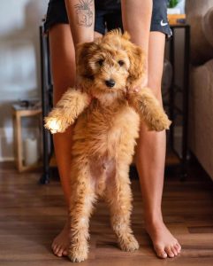 Best Goldendoodle Breeders In Indiana 2021 Top 5 Picks We Love Doodles