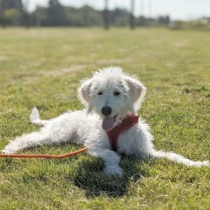 Delaware Valley Golden Retriever Rescue for Labradoodles