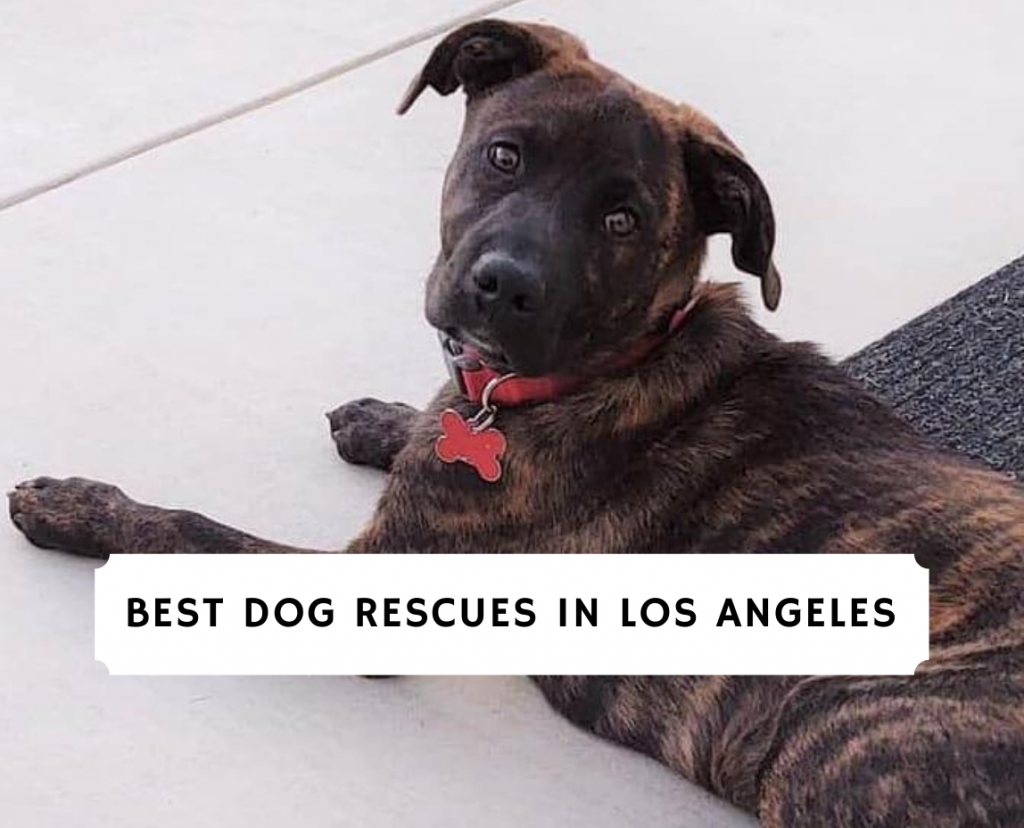 Best Dog Rescue In Los Angeles 2021 Top 7 We Love Doodles