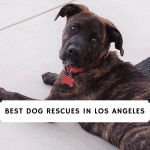 Dog Rescue in Los Angeles