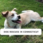 Dog-Rescues-in-Connecticut