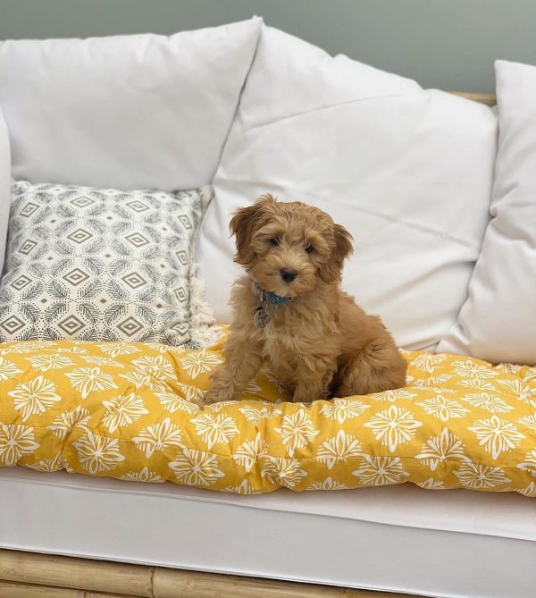 Best Labradoodle Rescue Our Top 10 Picks! (2024) We Love Doodles