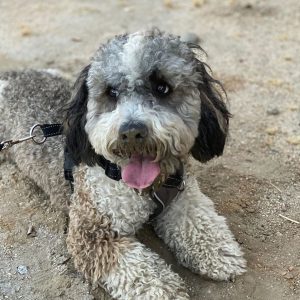 petfinder bernedoodle