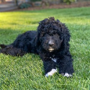 petfinder bernedoodle