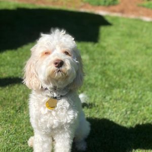 Best Labradoodle Rescue: Top 10 Picks! - We Doodles