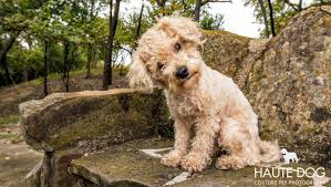 cavapoo rescues