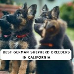 German-Shepherd-Breeders-in-California