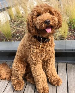  Goldendoodle generationer