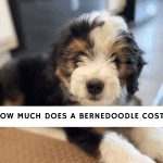 How Much Does a bernedoodle Cost_