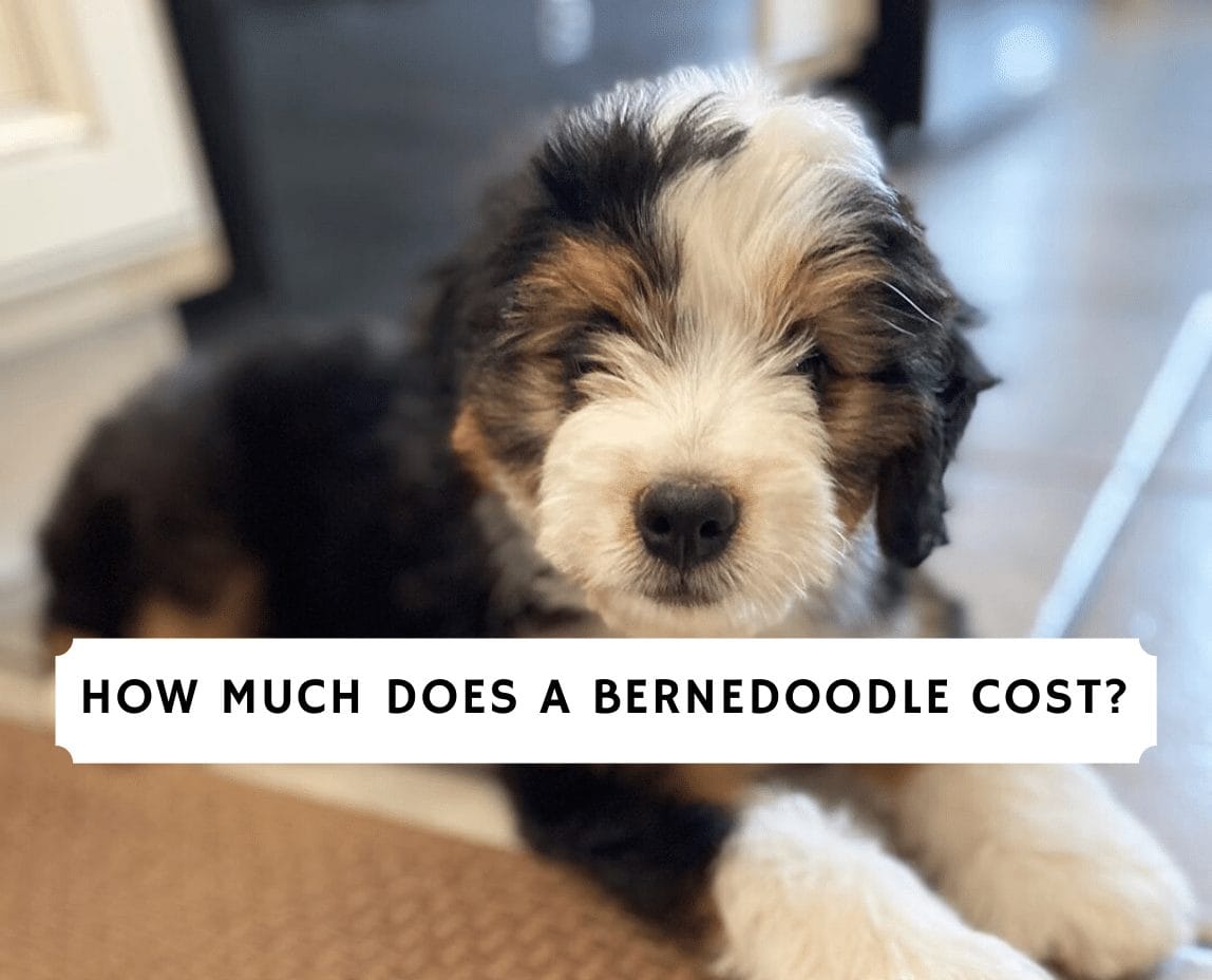 How much does a Bernedoodle Cost? (2024) We Love Doodles