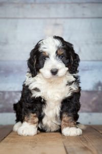 mini bernedoodle puppies for adoption