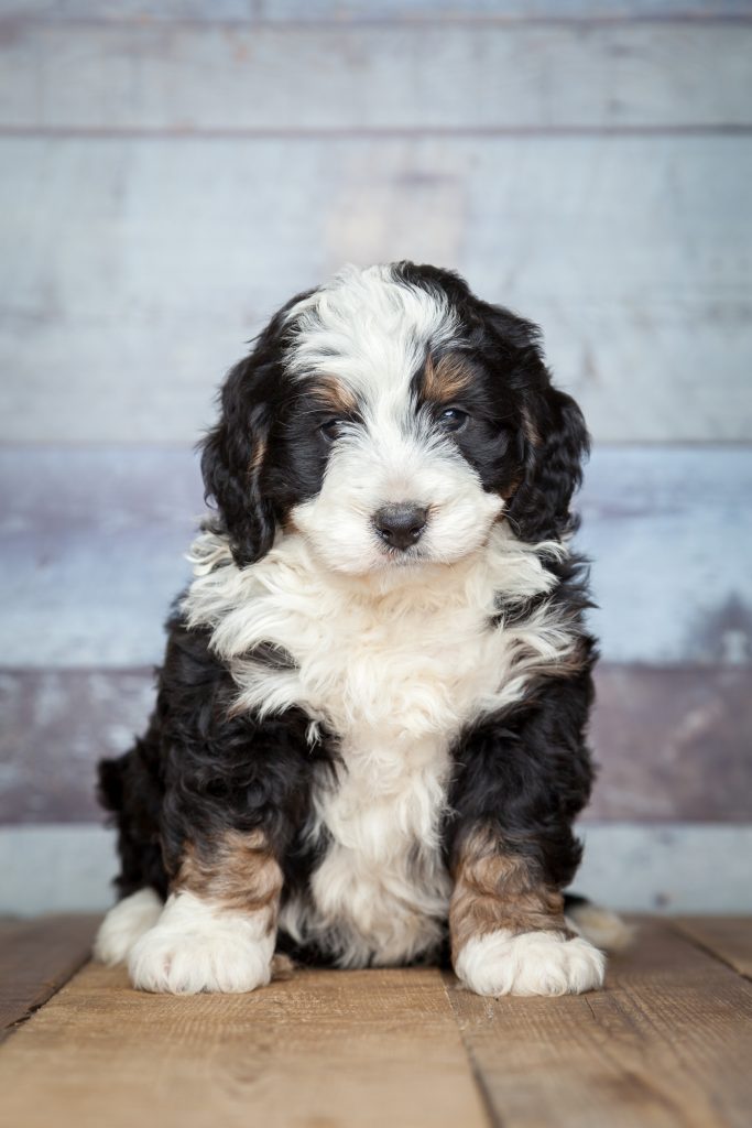 The Best Bernedoodle Rescue: Top 7 Picks!