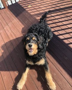 petfinder bernedoodle