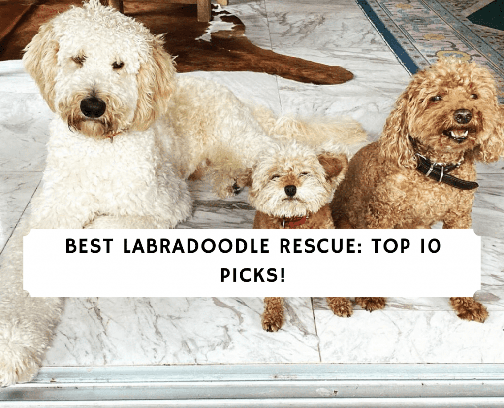 Labradoodle-Rescue