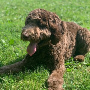 rehoming labradoodle