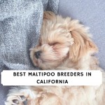Maltipoo Breeders in California