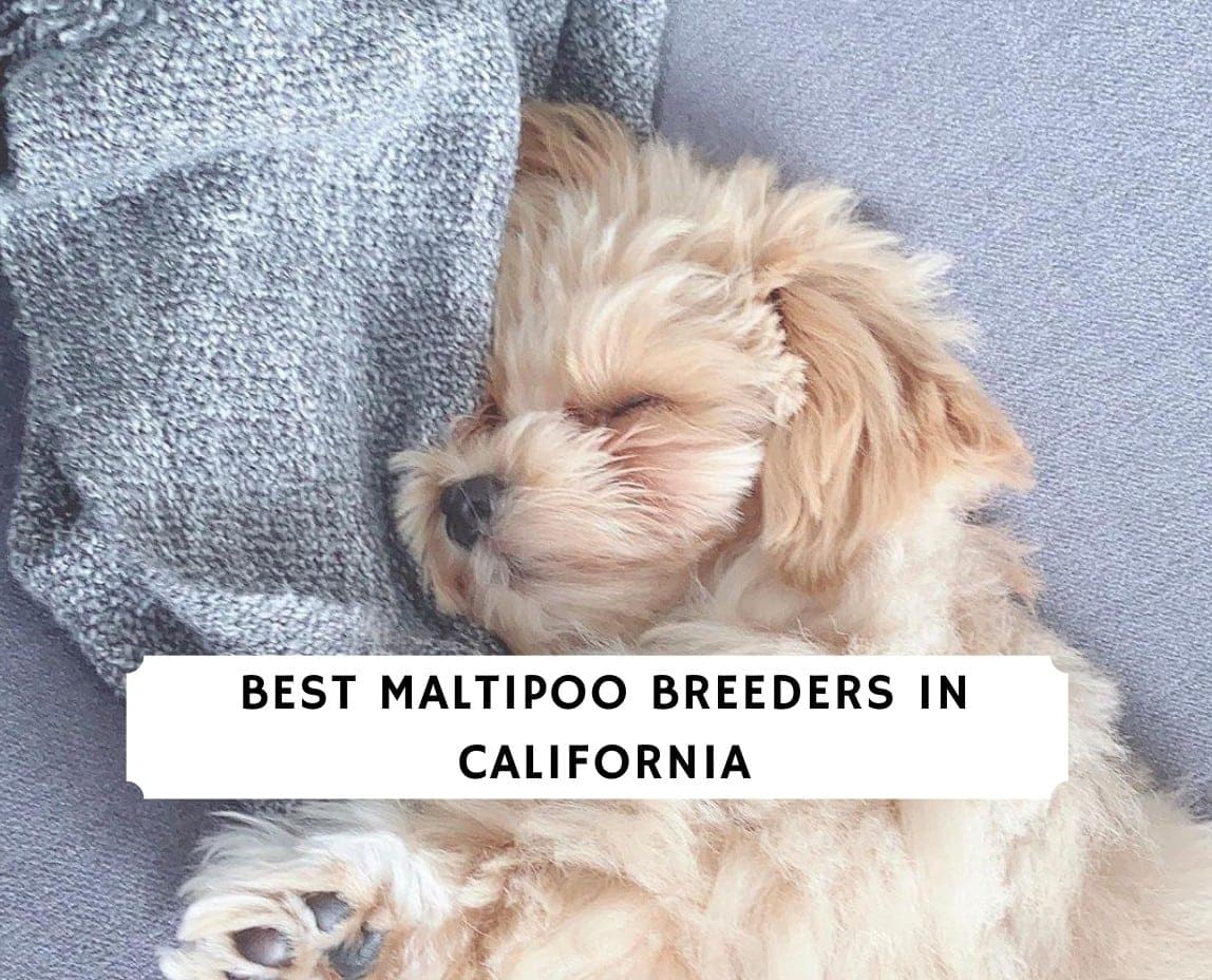 Best Maltipoo Breeders In California 2021 Top 6 Picks We Love Doodles