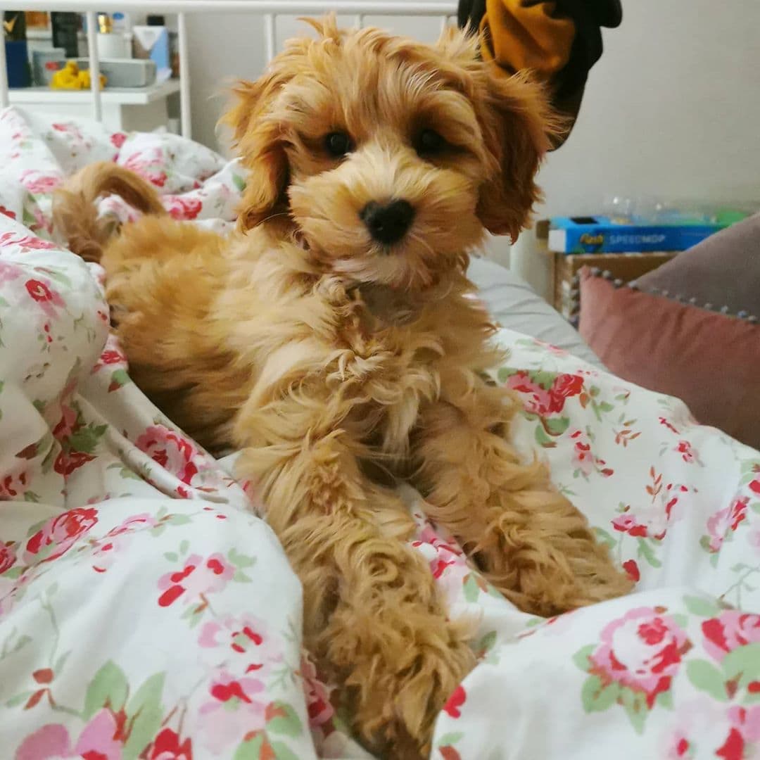 Best Labradoodle Breeders Pennsylvania (PA) Top 6 Picks!