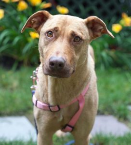 northeast shelter animal massachusetts rescue dog