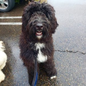 petfinder bernedoodle