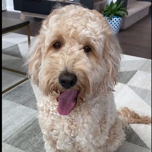 Poodle and Pooch Labradoodle Rescue of Florida